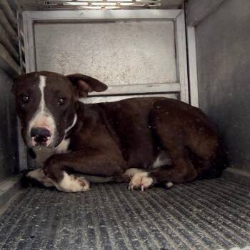 Shyla -  Pit Bull Terrier Dog for Adoption in Edinburg, Texas - Shyla | PetCurious