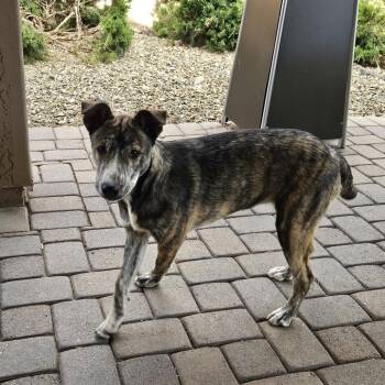 Charlotte (Courtesy Listing) -  Pit Bull Terrier and Husky Dog for Adoption in Prescott, Arizona - Charlotte (Courtesy Listing) | PetCurious