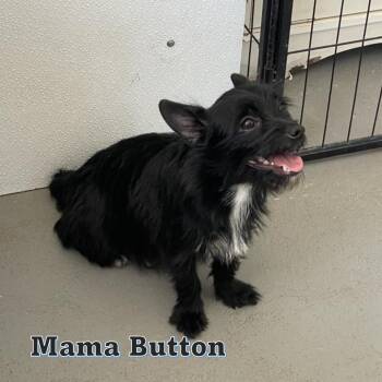 Sprout -  Terrier and Mixed Breed Dog for Adoption in Wimberley, Texas - Sprout | PetCurious