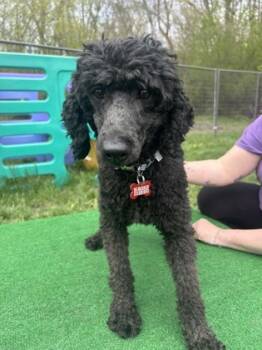 Rescue Poodle and Mixed Breed Dogs for Adoption in Burlington, Wisconsin - Blair | PetCurious