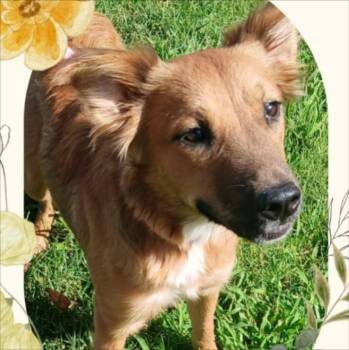 Biscuit -  Spaniel and Smooth Fox Terrier Dog for Adoption in Thompson Falls, Montana - Biscuit | PetCurious