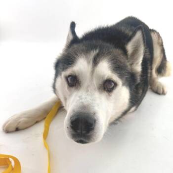 Siberian Husky Dogs Available for Adoption - Wonton 13827 | PetCurious