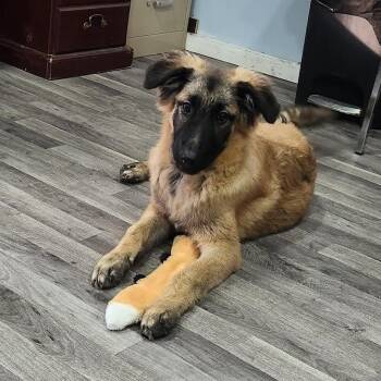 SARGE -  German Shepherd Dog Dog for Adoption in Chicopee, Massachusetts - SARGE | PetCurious