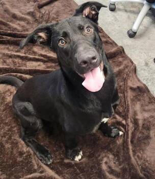 REACH -  Labrador Retriever Dog for Adoption in Brunswick, Georgia - REACH | PetCurious