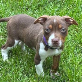 Remi D70512 -  Terrier and Mixed Breed Dog for Adoption in Minnetonka, Minnesota - Remi D70512 | PetCurious