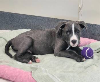 PAULY -  Pit Bull Terrier and Labrador Retriever Dog for Adoption in St. Louis, Missouri - PAULY | PetCurious