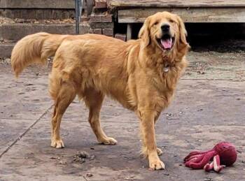 Rescue Golden Retriever Dogs for Adoption in Waterville, Ohio - Trooper | PetCurious