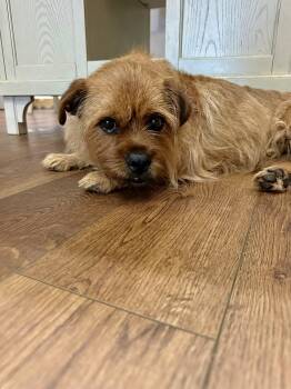 Yorkshire Terrier Dogs Available for Adoption in Douglas, Georgia - Rocky | PetCurious