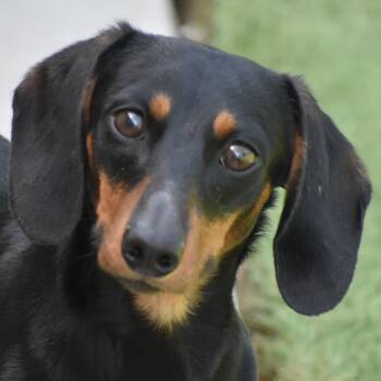 Ninetales -  Dachshund Dog for Adoption in Auburn, Nebraska - Ninetales | PetCurious