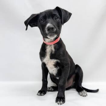 688 (2026) Sterling -  Chihuahua and Mixed Breed Dog for Adoption in Parker, Colorado - 688 (2026) Sterling | PetCurious