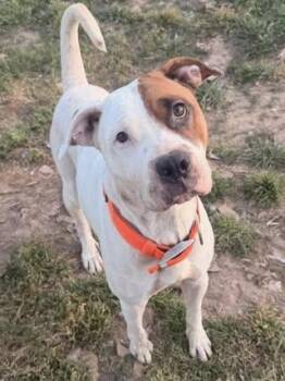 Boxer and Terrier Dogs Available for Adoption in Calera, Alabama - Sage | PetCurious