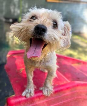 Veranda -  Maltese and Poodle Dog for Adoption in Ramona, California - Veranda | PetCurious