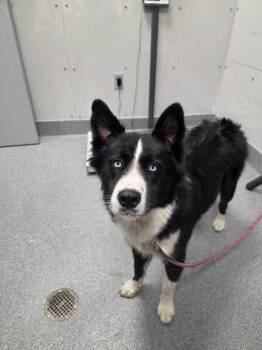 Zuma -  Australian Shepherd and Mixed Breed Dog for Adoption in Sevierville, Tennessee - Zuma | PetCurious