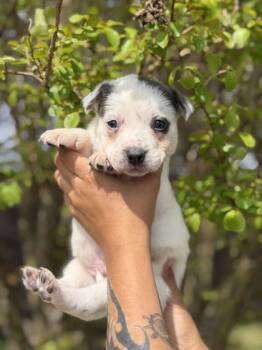 Australian Shepherd and Mixed Breed Dogs Available for Adoption in Morton Grove, Illinois - Tucker | PetCurious