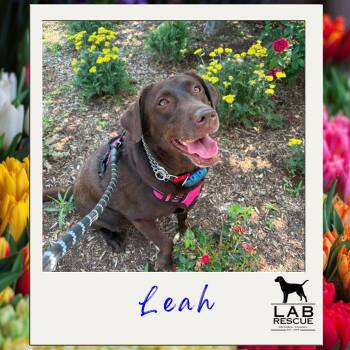 Leah -  Labrador Retriever Dog for Adoption in Oakville, Ontario - Leah | PetCurious