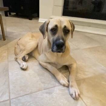 PRESELY GS -  Anatolian Shepherd and Labrador Retriever Dog for Adoption in Lucas, Texas - PRESELY GS | PetCurious