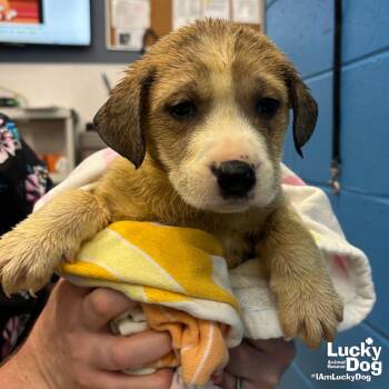 Retriever and Shepherd Dogs Available for Adoption in Washington, District Of Columbia - Lychee | PetCurious