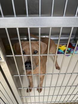 Labrador Retriever Dogs Available for Adoption in Kalamazoo, Michigan - Scooby Doo | PetCurious