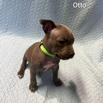 Mixed Breed Dogs Available for Adoption - Otto | PetCurious