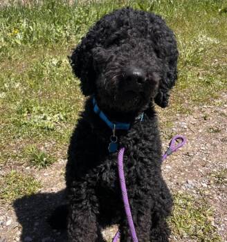 Bernese Mountain Dog and Poodle Dogs Available for Adoption in Logan, Utah - Baxter | PetCurious