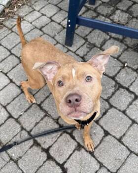 Mixed Breed Dogs Available for Adoption - Alexandria | PetCurious