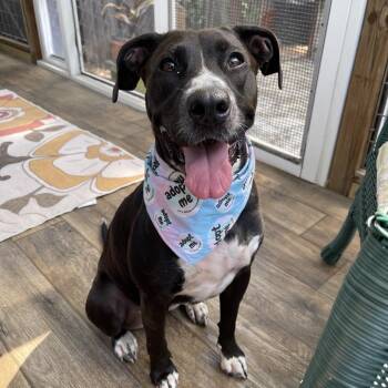 Pointer and Labrador Retriever Dogs Available for Adoption - Vivian | PetCurious