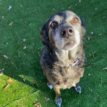 Mixed Breed Dogs Available for Adoption - Hughella | PetCurious