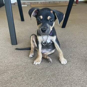 Ottis -  Rat Terrier Dog for Adoption in Long Beach, Mississippi - Ottis | PetCurious
