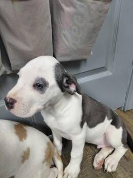 SMUDGE (GREY) -  Pit Bull Terrier and Mixed Breed Dog for Adoption in Conway, Arkansas - SMUDGE (GREY) | PetCurious