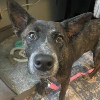 Akita Dogs Available for Adoption in Lenexa, Kansas - Ali | PetCurious