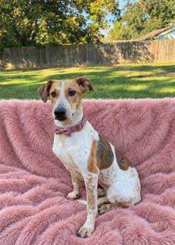 Gemma -  American Foxhound Dog for Adoption in Tomball, Texas - Gemma | PetCurious