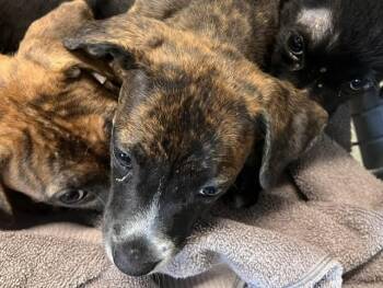 CLOVER -  American Staffordshire Terrier and Mixed Breed Dog for Adoption in Tallahassee, Florida - CLOVER | PetCurious