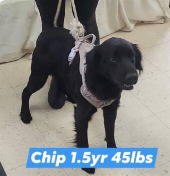 Labrador Retriever and Mixed Breed Dogs Available for Adoption - CHIP | PetCurious