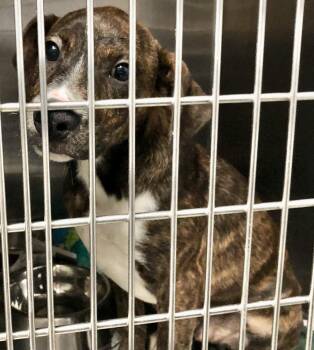 Levi -  Mixed Breed Dog for Adoption in Parma, Ohio - Levi | PetCurious
