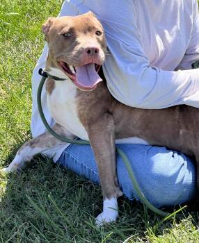 Serena -  Pit Bull Terrier Dog for Adoption in Sparta, North Carolina - Serena | PetCurious