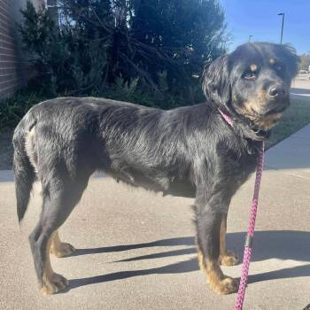 Rescue Rottweiler Dogs for Adoption in Wichita, Kansas - Dora | PetCurious