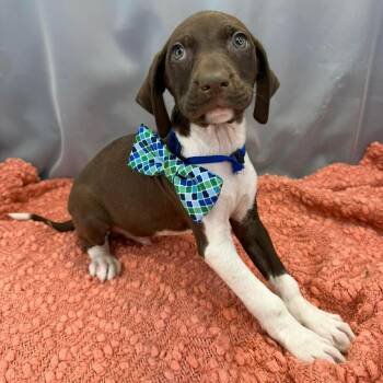 German Shorthaired Pointer Dogs Available for Adoption - Cosmo | PetCurious