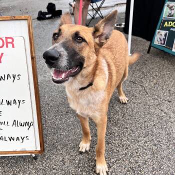 Rescue Shepherd Dogs for Adoption in Angleton, Texas - Scout | PetCurious