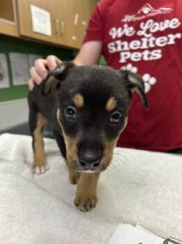 Algernon -  Mixed Breed Dog for Adoption in Kansas City, Missouri - Algernon | PetCurious