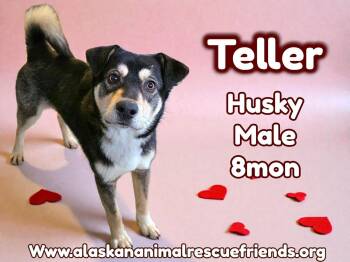 Husky Dogs Available for Adoption - Teller | PetCurious