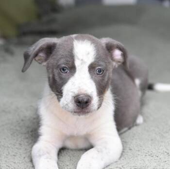 Flint -  Australian Cattle Dog Blue Heeler Dog for Adoption in Sioux City, Iowa - Flint | PetCurious
