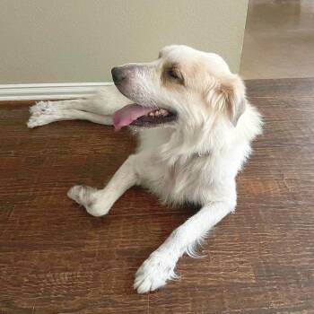 Luka -  Golden Retriever and Great Pyrenees Dog for Adoption in Lewisville, Texas - Luka | PetCurious