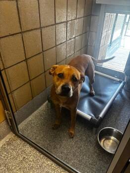 Scooby -  Pit Bull Terrier and Mixed Breed Dog for Adoption in Greenfield, Indiana - Scooby | PetCurious
