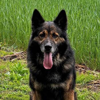 German Shepherd Dog Dogs Available for Adoption in New Ringgold, Pennsylvania - Koda (26-190) | PetCurious