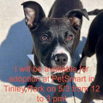 Mixed Breed Dogs Available for Adoption in Matteson, Illinois - Jilly | PetCurious