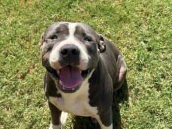CLARENCE -  Pit Bull Terrier Dog for Adoption in Tulsa, Oklahoma - CLARENCE | PetCurious