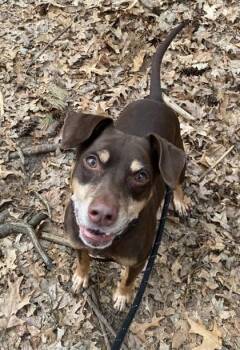 Hound Dogs Available for Adoption in Hudson, New Hampshire - Clyde | PetCurious