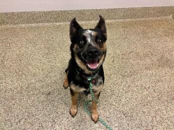 CHIEF -  Australian Cattle Dog Blue Heeler and Rottweiler Dog for Adoption in Colorado Springs, Colorado - CHIEF | PetCurious