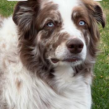 Osso -  Australian Shepherd Dog for Adoption in Cashmere, Washington - Osso | PetCurious