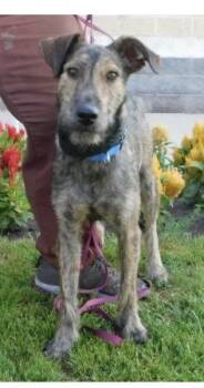 McScruff -  Irish Wolfhound Dog for Adoption in Pottsville, Pennsylvania - McScruff | PetCurious